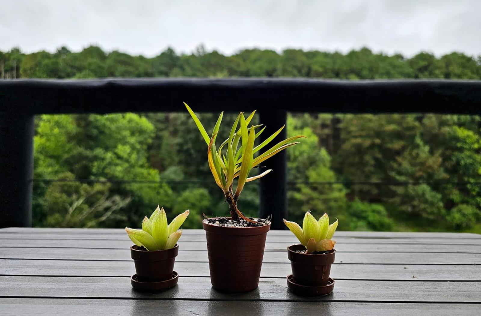 Silver Mist Resort, 哈内茨堡 外观 照片